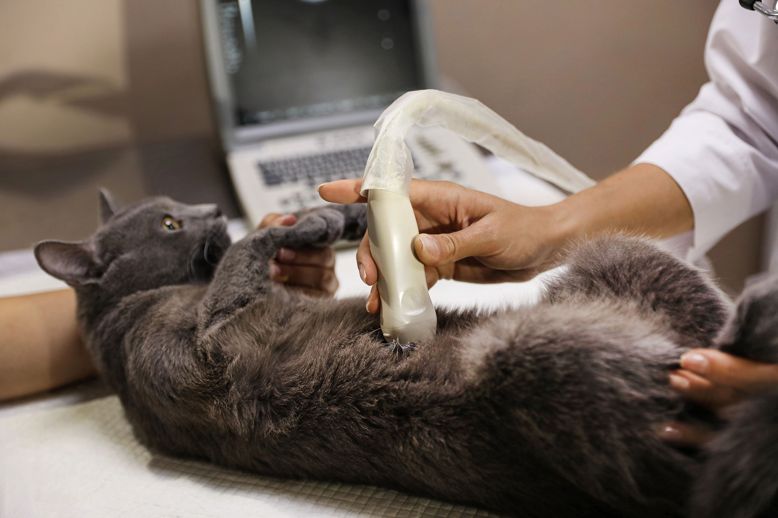Person Giving Cat Ultrasound
