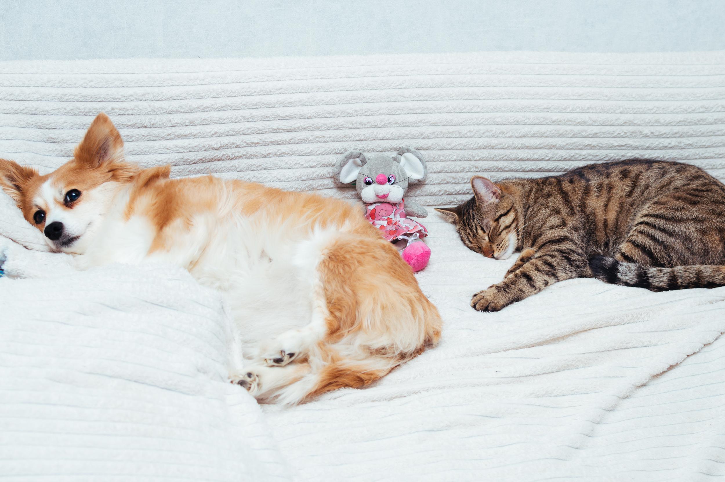 Cat and Dog Sleeping with Toy